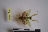  (Creobroter sp - NMMAN11-0067)  @11 [ ] Unspecified (default): All Rights Reserved  Unspecified Unspecified