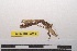 (Musonia surinama - NMMAN11-0873)  @11 [ ] Copyright (2023) Nicolas Moulin Research Collection of Nicolas Moulin