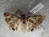  ( - NIBGE MOT-01610)  @12 [ ] CreativeCommons - Attribution Non-Commercial Share-Alike (2012) Muhammad Ashfaq National Institute for Biotechnology and Genetic Engineering Faisalabad Pakistan