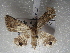  ( - NIBGE MOT-01612)  @13 [ ] CreativeCommons - Attribution Non-Commercial Share-Alike (2012) Muhammad Ashfaq National Institute for Biotechnology and Genetic Engineering Faisalabad Pakistan
