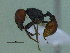 (Pogonomyrmex sp. CIP01 - MACN-Bar-Ins-ct 2980)  @13 [ ] Unspecified (default): All Rights Reserved  Unspecified Unspecified