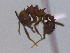 (Acromyrmex hispidus - MACN-Bar-Ins-ct 3003)  @11 [ ] Unspecified (default): All Rights Reserved  Unspecified Unspecified