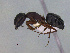  (Camponotus sp. CIP04 - MACN-Bar-Ins-ct 3016)  @14 [ ] Unspecified (default): All Rights Reserved  Unspecified Unspecified