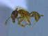  (Pheidole sp. CIP05 - MACN-Bar-Ins-ct 3039)  @12 [ ] Unspecified (default): All Rights Reserved  Unspecified Unspecified
