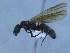  (Camponotus sp. CIP06 - MACN-Bar-Ins-ct 3043)  @13 [ ] Unspecified (default): All Rights Reserved  Unspecified Unspecified