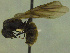  (Camponotus sp. CIP02 - MACN-Bar-Ins-ct 3063)  @12 [ ] Unspecified (default): All Rights Reserved  Unspecified Unspecified
