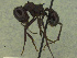  (Atta saltensis - MACN-Bar-Ins-ct 3318)  @13 [ ] Unspecified (default): All Rights Reserved  Unspecified Unspecified