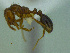  (Solenopsis saevessimaJN31a - MACN-Bar-Ins-ct 3398)  @11 [ ] Unspecified (default): All Rights Reserved  Unspecified Unspecified