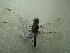  ( - NIBGE ODO-00312)  @12 [ ] CreativeCommons - Attribution Non-Commercial Share-Alike (2012) Muhammad Ashfaq National Institute for Biotechnology and Genetic Engineering Faisalabad Pakistan