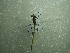  ( - NIBGE ODO-00321)  @13 [ ] CreativeCommons - Attribution Non-Commercial Share-Alike (2012) Muhammad Ashfaq National Institute for Biotechnology and Genetic Engineering Faisalabad Pakistan