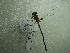  ( - NIBGE ODO-00326)  @12 [ ] CreativeCommons - Attribution Non-Commercial Share-Alike (2012) Muhammad Ashfaq National Institute for Biotechnology and Genetic Engineering Faisalabad Pakistan