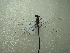  ( - NIBGE ODO-00333)  @12 [ ] CreativeCommons - Attribution Non-Commercial Share-Alike (2012) Muhammad Ashfaq National Institute for Biotechnology and Genetic Engineering Faisalabad Pakistan