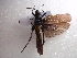  (Taphronotini - NIBGE ORT-00062)  @14 [ ] CreativeCommons - Attribution Non-Commercial Share-Alike (2010) Muhammad Ashfaq National Institute for Biotechnology and Genetic Engineering Faisalabad Pakistan