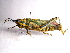  (Pyrgomorphidae - NIBGE ORT-00093)  @15 [ ] CreativeCommons - Attribution Non-Commercial Share-Alike (2010) Muhammad Ashfaq National Institute for Biotechnology and Genetic Engineering Faisalabad Pakistan
