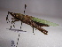  (Atractomorphini - NIBGE ORT-00180)  @14 [ ] CreativeCommons - Attribution Non-Commercial Share-Alike (2010) Muhammad Ashfaq National Institute for Biotechnology and Genetic Engineering Faisalabad Pakistan