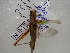  ( - NIBGE ORT-00377)  @12 [ ] CreativeCommons - Attribution Non-Commercial Share-Alike (2011) Muhammad Ashfaq National Institute for Biotechnology and Genetic Engineering Faisalabad Pakistan