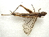  (Tropidopolinae - NIBGE ORT-00540)  @14 [ ] CreativeCommons - Attribution Non-Commercial Share-Alike (2011) Muhammad Ashfaq National Institute for Biotechnology and Genetic Engineering Faisalabad Pakistan