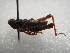  ( - NIBGE ORT-00546)  @13 [ ] CreativeCommons - Attribution Non-Commercial Share-Alike (2011) Muhammad Ashfaq National Institute for Biotechnology and Genetic Engineering Faisalabad Pakistan