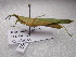  ( - NIBGE ORT-00992)  @13 [ ] CreativeCommons - Attribution Non-Commercial Share-Alike (2012) Muhammad Ashfaq National Institute for Biotechnology and Genetic Engineering Faisalabad Pakistan
