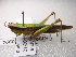  (Oxyinae - NIBGE ORT-00994)  @15 [ ] CreativeCommons - Attribution Non-Commercial Share-Alike (2012) Muhammad Ashfaq National Institute for Biotechnology and Genetic Engineering Faisalabad Pakistan