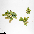  (Caulerpa racemosa - Madrid_M._1185)  @11 [ ] CreativeCommons  Attribution Non-Commercial Share-Alike (2023) Maycol E. Madrid C. University of North Carolina Wilmington