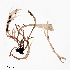  (Gracilaria intermedia - PHYKOS-7461)  @11 [ ] CreativeCommons  Attribution Non-Commercial Share-Alike (2023) Maycol Ezequiel Madrid Concepcion University of North Carolina Wilmington