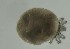  ( - MARB_UIB_1064)  @11 [ ] copyright (2023) Bergen Museum Bergen Museum
