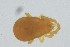  (Labidostommatidae - MARB_UIB_1440)  @11 [ ] copyright (2023) Bergen Museum Bergen Museum