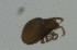  ( - MARB_UIB_1496)  @11 [ ] copyright (2023) Bergen Museum Bergen Museum