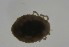  ( - MARB_UIB_603)  @11 [ ] copyright (2023) Bergen Museum Bergen Museum
