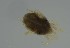  (Rhombognathinae - MARB_UIB_658)  @11 [ ] copyright (2023) Bergen Museum Bergen Museum