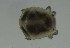  (Neumania cf. spinipes - MARB_UIB_679)  @11 [ ] copyright (2023) Bergen Museum Bergen Museum