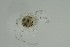  ( - MARB_UIB_761)  @11 [ ] copyright (2023) Bergen Museum Bergen Museum
