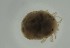  (Tiphys sp - MARB_UIB_910)  @11 [ ] copyright (2023) Bergen Museum Bergen Museum