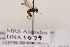  ( - MRS1079)  @11 [ ] CreativeCommons - Attribution Share-Alike (2020) Unspecified Canadian National Collection of Insects, Arachnids and Nematodes
