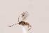  ( - MRS_JFT1016)  @11 [ ] CreativeCommons - Attribution Share-Alike (2023) Unspecified Canadian National Collection of Insects, Arachnids and Nematodes