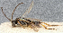  ( - MRS_JFT1221)  @11 [ ] CreativeCommons - Attribution Share-Alike (2026) Unspecified Canadian National Collection of Insects, Arachnids and Nematodes