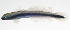  (Ptereleotris melanopogon - MARQ-003)  @11 [ ] CreativeCommons  Attribution Non-Commercial (by-nc) (2011) Unspecified Smithsonian Institution National Museum of Natural History