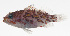  (Plectranthias flammeus - MARQ-013)  @11 [ ] CreativeCommons  Attribution Non-Commercial (by-nc) (2011) Unspecified Smithsonian Institution National Museum of Natural History