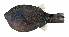  ( - MARQ-040)  @11 [ ] CreativeCommons  Attribution Non-Commercial (by-nc) (2011) Unspecified Smithsonian Institution National Museum of Natural History