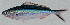  ( - MARQ-066)  @11 [ ] CreativeCommons  Attribution Non-Commercial (by-nc) (2011) Unspecified Smithsonian Institution National Museum of Natural History