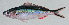  ( - MARQ-067)  @11 [ ] CreativeCommons  Attribution Non-Commercial (by-nc) (2011) Unspecified Smithsonian Institution National Museum of Natural History