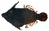  ( - MARQ-079)  @11 [ ] CreativeCommons  Attribution Non-Commercial (by-nc) (2011) Unspecified Smithsonian Institution National Museum of Natural History
