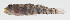  ( - MARQ-080)  @11 [ ] CreativeCommons  Attribution Non-Commercial (by-nc) (2011) Unspecified Smithsonian Institution National Museum of Natural History