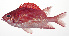  ( - MARQ-121)  @11 [ ] CreativeCommons  Attribution Non-Commercial (by-nc) (2011) Unspecified Smithsonian Institution National Museum of Natural History