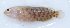  ( - MARQ-146)  @11 [ ] CreativeCommons  Attribution Non-Commercial (by-nc) (2011) Unspecified Smithsonian Institution National Museum of Natural History