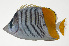  ( - MARQ-160)  @11 [ ] CreativeCommons  Attribution Non-Commercial (by-nc) (2011) Unspecified Smithsonian Institution National Museum of Natural History