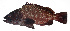  ( - MARQ-198)  @11 [ ] CreativeCommons  Attribution Non-Commercial (by-nc) (2011) Unspecified Smithsonian Institution National Museum of Natural History