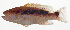  ( - MARQ-202)  @11 [ ] CreativeCommons  Attribution Non-Commercial (by-nc) (2011) Unspecified Smithsonian Institution National Museum of Natural History