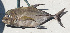  ( - MARQ-273)  @11 [ ] CreativeCommons  Attribution Non-Commercial (by-nc) (2011) Unspecified Smithsonian Institution National Museum of Natural History